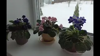 Как размножить фиалочку из листа