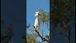 Козлы на дереве