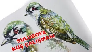 Sulu Boya kuş çalışması - watercolor bird painting