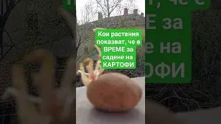 Природен календар. Кога е време е за садене на първите картофи?