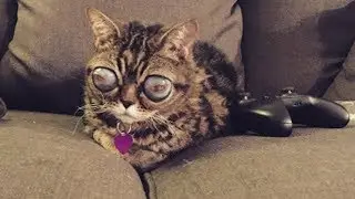 Top 10 Mascotas Más Increíbles Y Extrañas Del Mundo