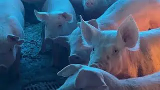 Piggylicious Cooking Fun!