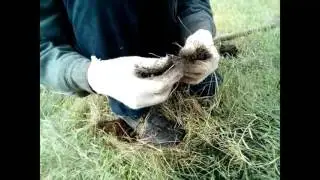 Металлоискатель пират испытание в поле