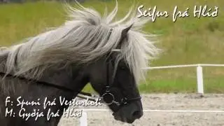 Seifur frá Hlíð - Kynbótadómur júní 2016