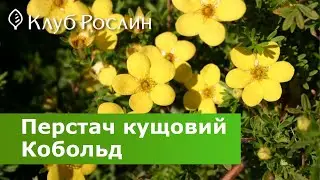 Potentilla shrub Kobold • Potentilla fruticosa Kobold - overview and plant care