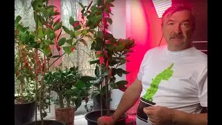 Лимоны и апельсины зимой в квартире