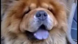 Dante the Chubby Chow Chow