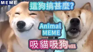 搞笑動物迷因合輯 | Funny  Animal Memes #11  | 貓搞笑 | 狗搞笑 | 動物搞笑 | 吸貓 | 吸狗