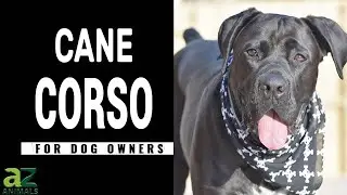 Once Extinct! The Cane Corso Dog Guide: Pros & Cons, History, Pictures, and More