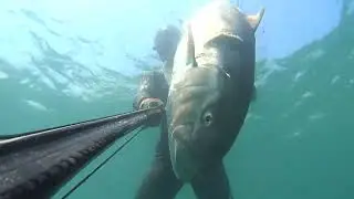 Akya Avı 35 Kg - Amberjack 35 Kg
