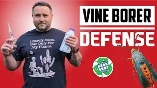 2 Methods To Stop Vine Borers BEFORE They Start