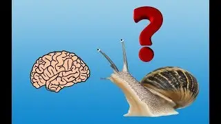 Ученые пересадили память улитки