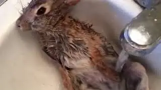 washing a rabbit