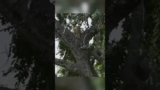 Тайная атака! Леопард на охоте.