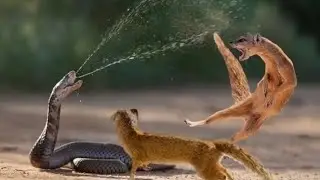 WILDLIFE // Animal deadly fights // Cobra vs mangoose
