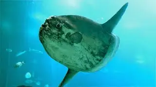 ЛІСАБОНСЬКИЙ ОКЕАНАРІУМ (Oceanário de Lisboa) ЗАГАЛЬНИЙ ОГЛЯД