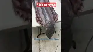 русалка или что то другое