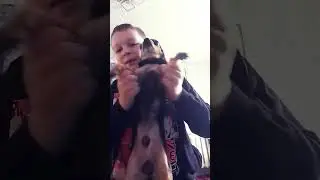 заххааххазза #собака #чихуахуа #врек #shortvideo #subscribe #хочуврек #вреки #хочувтренды #shorts