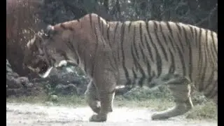 kaziranga huge tiger king kzt085  male ，How heavy do you think it is？