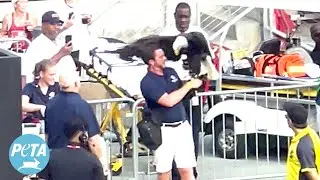 Distressed Bald Eagle Tries to Escape at U.S. Soccer Game | PETA