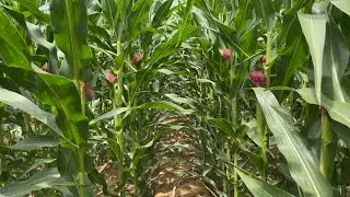 Update sa Yellow Corn at Sweet Pearl natin | 56 DAP