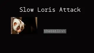slow loris