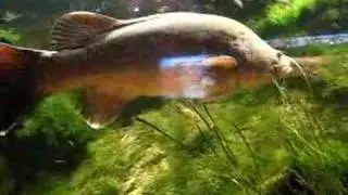 Sydney Aquarium Monster tank!