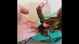 Пионы в посылке