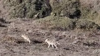 Pair of Coyotes at Point Reyes