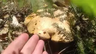 Brdské lesy na kole a plno hřibů