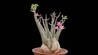 Adenium