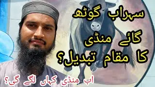 Sohrab Goth Cow Mandi 2023 Location Changed? New Place of Cow Mandi Karachi? Cattle Market Karachi