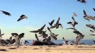 Seagulls.wmv