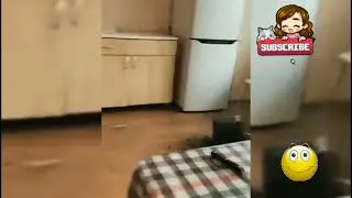 Угарные животные 🐈