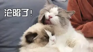 多多：鏟屎官給我找的布偶貓女朋友真香！【小布偶福多多duoduo】