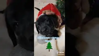 Лабродорчики девочки , всех с наступающим Новым годом !#labrador#