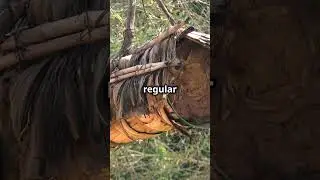 Descubre los Secretos de las Abejas! 4ta parte
