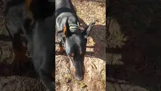 Прогулка в апрельском лесу