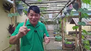 PABALIGTAD ANG MGA TANIM NA SILI: MARANGAL ELEM SCHOOL  #urbanfarming #agriculture