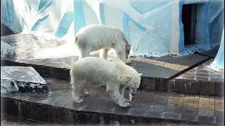Герда, Норди и Шайна не раздумывали над тем, что делать с рыбой, а Кай немного подумал...