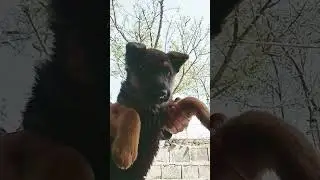 Знакомьтесь, WOLF #dance #друзья #гигачад #phonk #rek #рекомендации #meme