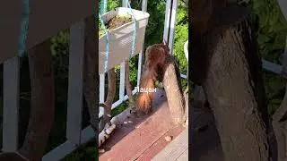 На пеньке сидели🌱белки🌱