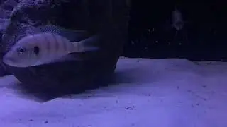 Grenwoodochromis Christyi Chituta