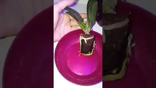 Фитолампа для деток моих орхидей!!!