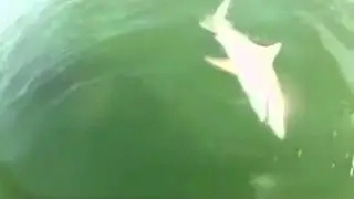 Окунь Очень большого размера клюнул на АКУЛУ