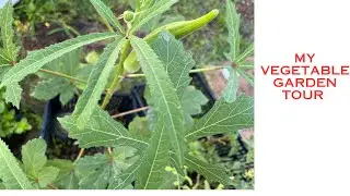 My Gardening Tour June 2024| Garden tour