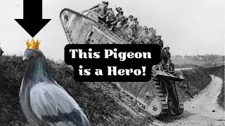 Cher Ami, The Brave Pigeon Who Saved Millions of Lives and became a Hero