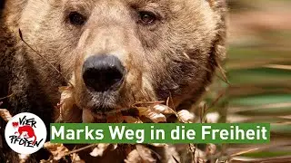 Marks Weg in die Freiheit | VIER PFOTEN