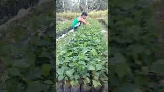 ito Ang hanap buhay namin Mula Ng kami at nagkaisip nasa lupa daw Ang pera masipag ka lang #viral