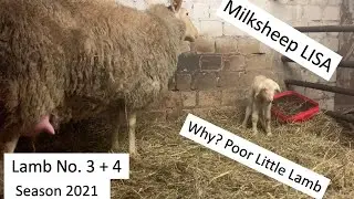Lambing time - milk ewe Lisa does not accept her lamb! TWIN LAMBS PROBLEM